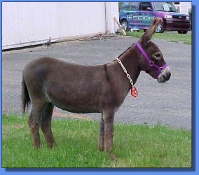 Donkette Korral Arveda