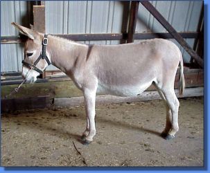 Gardner's Autumn Sunset - Lot 28