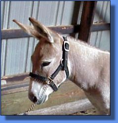 Gardner's Autumn Sunset - Lot 28