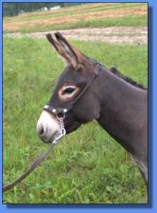 Lot # 12 ~ Annie's Acres Baara