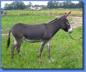 Lot # 12 ~ Annie's Acres Baara