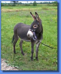 Lot # 12 ~ Annie's Acres Baara