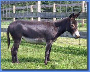 Lot#30 ~ Bainbridge's Pepsi