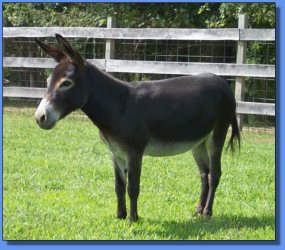 Lot#30 ~ Bainbridge's Pepsi