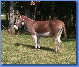 Demaran Baja Rose - Lot #13