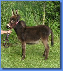 Lot #31 ~ Half Pint Hill Bambi