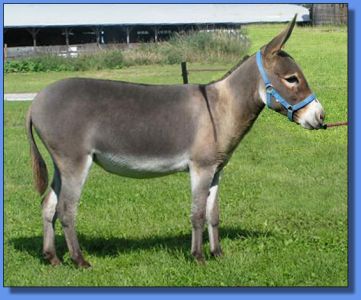 Lot # 17 ~ Half Ass Acres Beautiful Mess