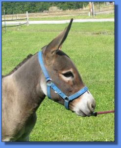 Lot # 17 ~ Half Ass Acres Beautiful Mess