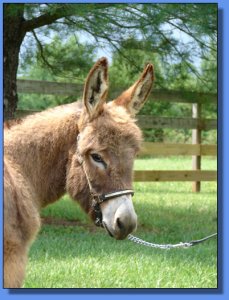 Half Ass Acres Beautiful Mess