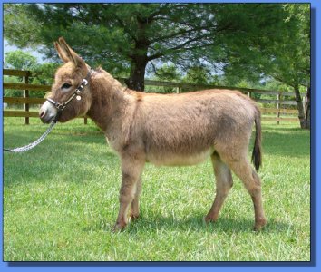 Lot # 17 ~ Half Ass Acres Beautiful Mess