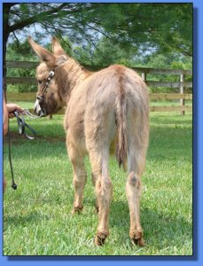 Half Ass Acres Beautiful Mess