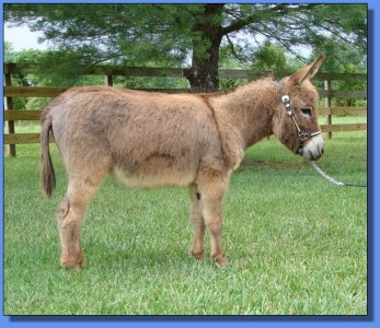 Half Ass Acres Beautiful Mess