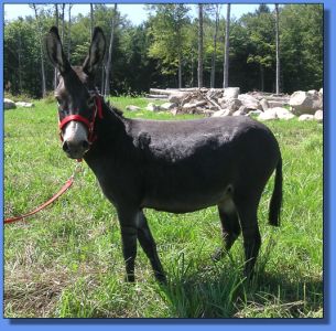 Lot #34 ~ Beech Nut Hill KoKo