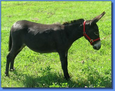 Lot #34 ~ Beech Nut Hill KoKo