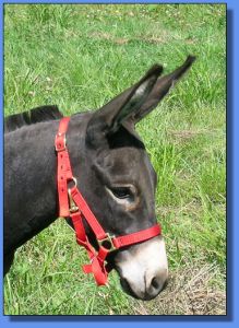 Lot #34 ~ Beech Nut Hill KoKo