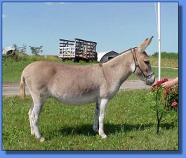 Bell E Acres Red Jubilee - Lot #20