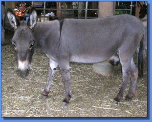 Lot #29 ~ Beachnut Hill Farm's Bianca