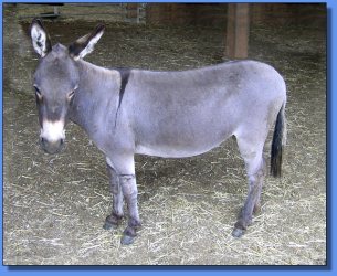 Lot #29 ~ Beachnut Hill Farm's Bianca