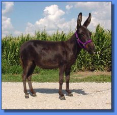 Ma and Pa's Black Beauty - Lot #15