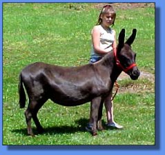 Lot #11 ~ Lazy H Donkette Korral Black Beauty