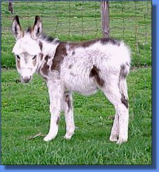 LN Miss Bo Peep - Lot 6