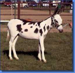 Miss Bo Peep - Lot #6 - winning 2nd this month!