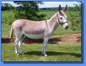 Lot 9 ~ Bumpus Farms Blondie II