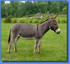 Bunker Hill Caramel Candy - Lot #24