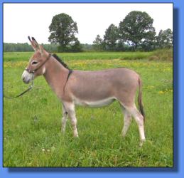 Lot # 16 ~ 758's Career Girl