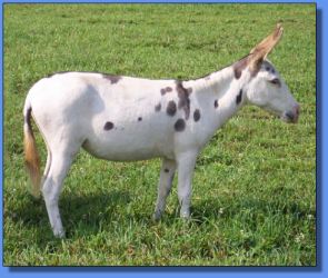 Lot # 9 ~ Carter's Imagene