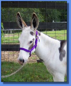 Lot # 9 ~ Carter's Imagene