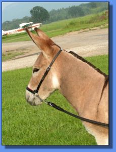 Lot #1 ~ Sharmar Chablis of Ass-Pirin Acres