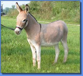 Lot #1 ~ Sharmar Chablis of Ass-Pirin Acres