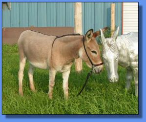 Lot #1 ~ Sharmar Chablis of Ass-Pirin Acres