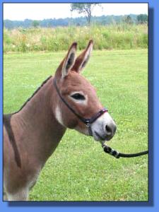 Lot # 20 ~ Ass-Pirin Acres Chantilly Lace