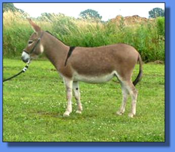 Lot # 20 ~ Ass-Pirin Acres Chantilly Lace