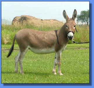 Lot # 20 ~ Ass-Pirin Acres Chantilly Lace