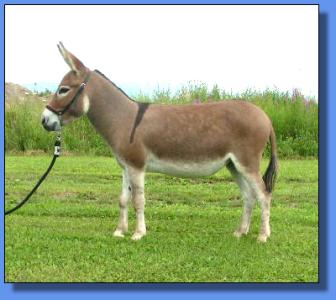 Lot # 20 ~ Ass-Pirin Acres Chantilly Lace