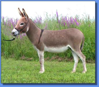 Lot # 20 ~ Ass-Pirin Acres Chantilly Lace