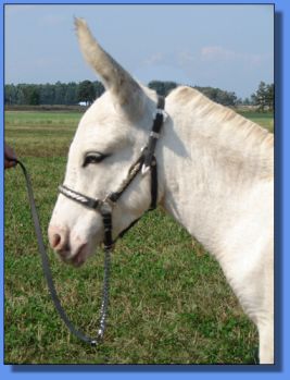 Click photo to enlarge