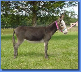 Lot # 19 ~ Gardner's Chickee D