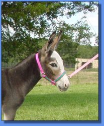 Lot # 19 ~ Gardner's Chickee D