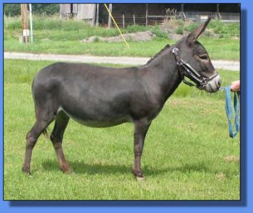 Lot #26 ~ Chucklebrook Sophia