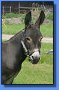 Lot #26 ~ Chucklebrook Sophia