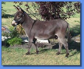 Circle C Velvet - Lot #16