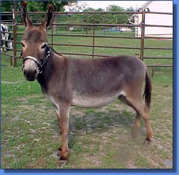 Donkette Korral Sweet Claudia - Lot 23