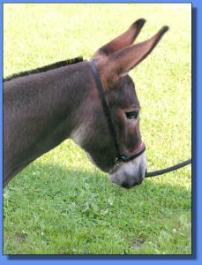 Lot # 30 ~ Ass-Pirin Acres Clea