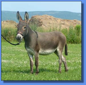 Lot # 30 ~ Ass-Pirin Acres Clea