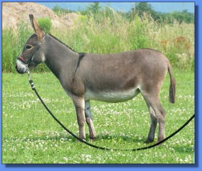 Lot # 30 ~ Ass-Pirin Acres Clea