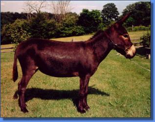 Bunker Hill's CoCo - Lot #8